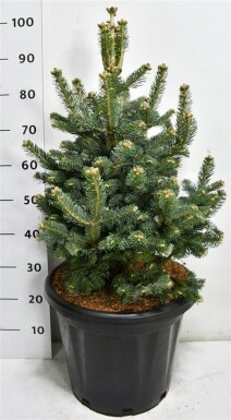 Abies lasiocarpa 'Compacta' arbuste 60-70 cm C25