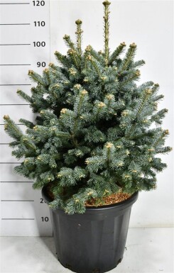 Abies lasiocarpa 'Compacta' arbuste 70-80 cm C35