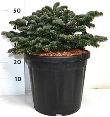 Abies nordmanniana 'Dobrichovice' arbuste 50-60 cm C25