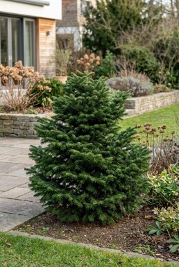 Abies nordmanniana 'Dobrichovice' arbuste 50-60 cm C25