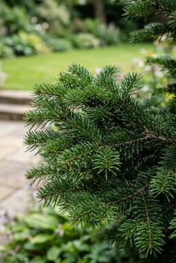 Abies nordmanniana 'Dobrichovice' arbuste 50-60 cm C25