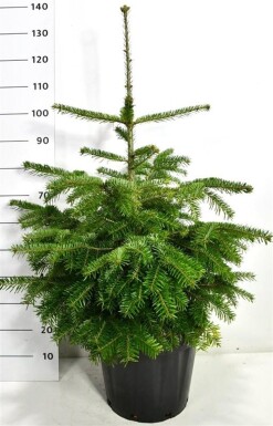 Abies nordmanniana arbuste 60-80 cm C25