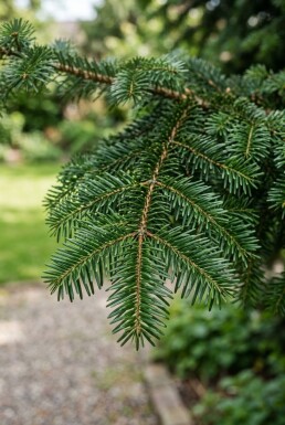 Abies nordmanniana arbuste 60-80 cm C25