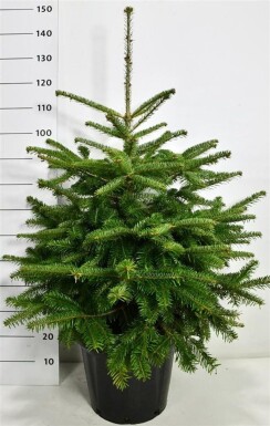 Abies nordmanniana arbuste 80-100 cm C25