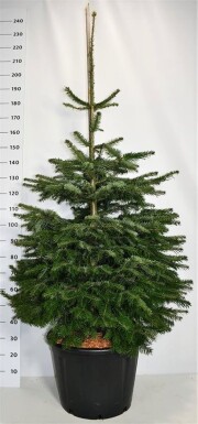Abies nordmanniana arbuste 125-150 cm C65