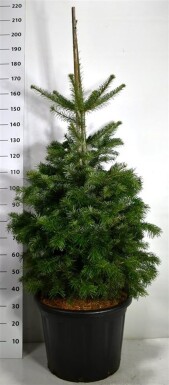 Abies nordmanniana arbuste 125-150 cm C65