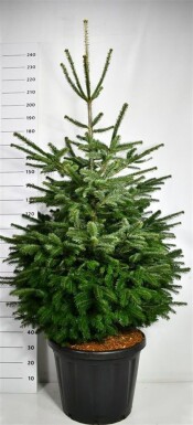 Abies nordmanniana arbuste 175-200 cm C80