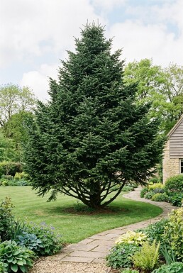 Abies nordmanniana arbuste 175-200 cm C80