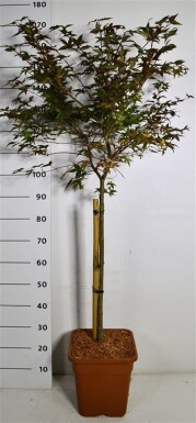 Acer palmatum 'Beni Maiko' sur tige 60 cm C15