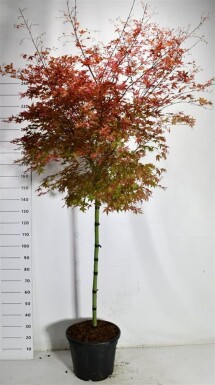 Acer palmatum 'Beni-maiko' sur tige 120 cm C35
