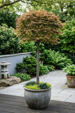 Acer palmatum 'Beni-maiko' sur tige 120 cm C35