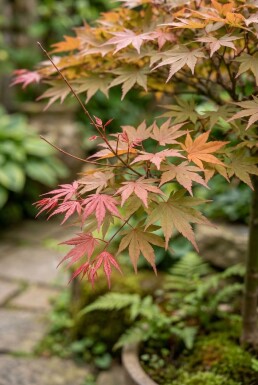 Acer palmatum 'Beni-maiko' sur tige 120 cm C35