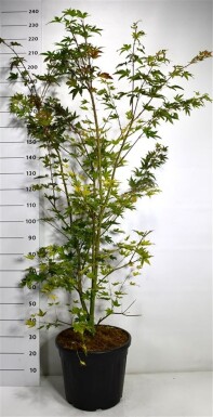 Acer palmatum 'Brown Sugar' arbuste 150-175 cm C35
