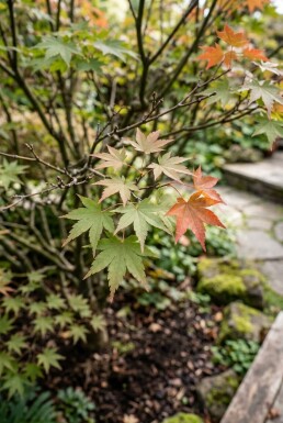 Acer palmatum 'Brown Sugar' arbuste 150-175 cm C35