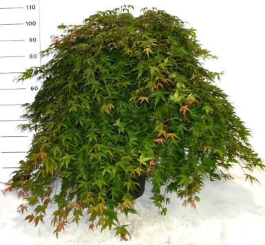 Acer palmatum 'Cascade Ruby' boule sur tige 50 cm C35