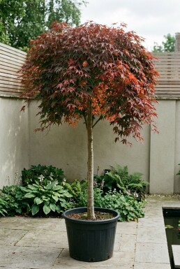Acer palmatum 'Cascade Ruby' boule sur tige 50 cm C35