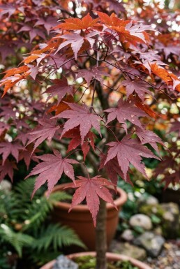 Acer palmatum 'Cascade Ruby' boule sur tige 50 cm C35