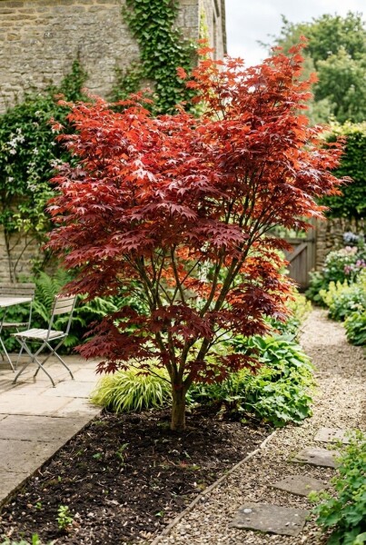 Acer palmatum 'Fireglow' arbuste 200-225 cm C90