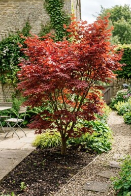 Acer palmatum 'Fireglow' arbuste 200-225 cm C90