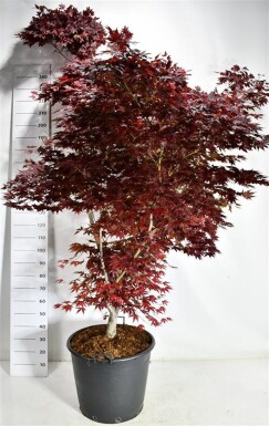 Acer palmatum 'Fireglow' arbuste 200-225 cm C90