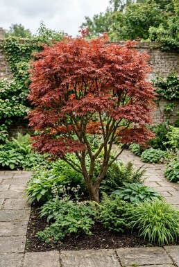 Acer palmatum 'Fireglow' arbuste 200-225 cm C90