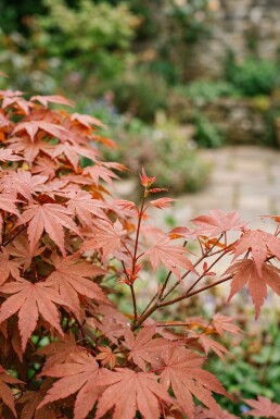 Acer palmatum 'Fireglow' arbuste 200-225 cm C90