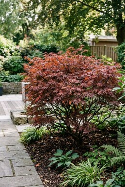 Acer palmatum 'Garnet' arbuste 200-225 cm C1040
