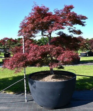 Acer palmatum 'Garnet' arbuste 200-225 cm C1040