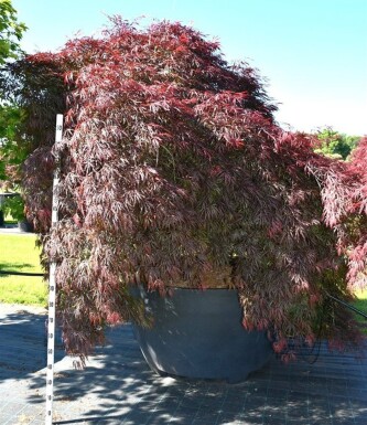 Acer palmatum 'Garnet' arbuste 350-400 cm C1040