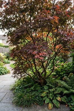 Acer palmatum 'Garnet' arbuste 350-400 cm C1040