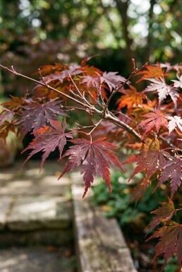 Acer palmatum 'Garnet' arbuste 350-400 cm C1040