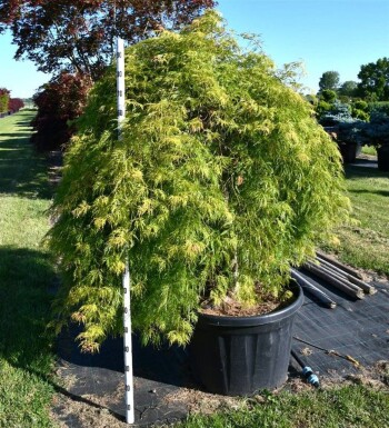 Acer palmatum 'Green Lace' arbuste 180-200 cm C180