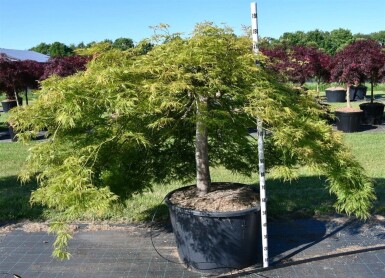 Acer palmatum 'Green Lace' sur tige 90 cm C230