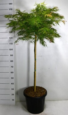 Acer palmatum 'Green Lace' sur tige 100 cm C25