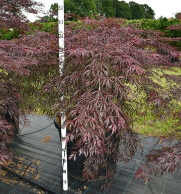 Acer palmatum 'Inaba-shidare' multi-troncs 80-100 cm C130