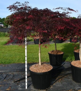 Acer palmatum 'Inaba-shidare' sur tige 90-100 cm C130