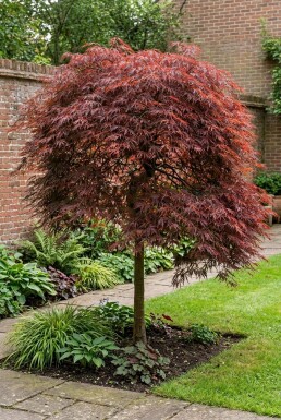 Acer palmatum 'Inaba-shidare' sur tige 90-100 cm C130
