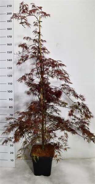 Acer palmatum 'Inaba-shidare' tige 150-175 cm C15