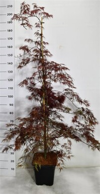 Acer palmatum 'Inaba-shidare' tige 150-175 cm C15