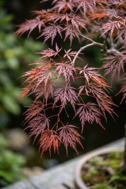 Acer palmatum 'Inaba-shidare' tige 150-175 cm C15