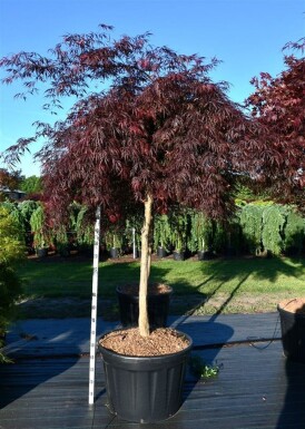 Acer palmatum 'Inaba-shidare' sur tige 150 cm C180