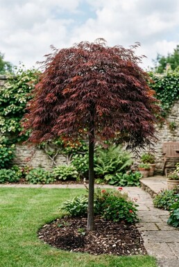 Acer palmatum 'Inaba-shidare' sur tige 130 cm C230