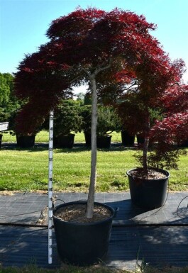 Acer palmatum 'Inaba-shidare' sur tige 130 cm C230
