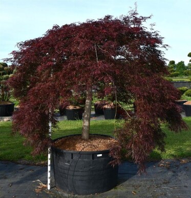 Acer palmatum 'Inaba-shidare' sur tige 120 cm C600
