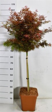 Acer palmatum 'Jerre Schwartz' sur tige 60 cm C15