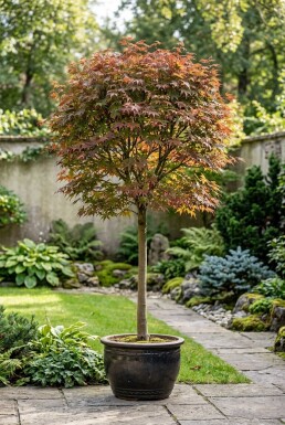 Acer palmatum 'Jerre Schwartz' sur tige 60 cm C15