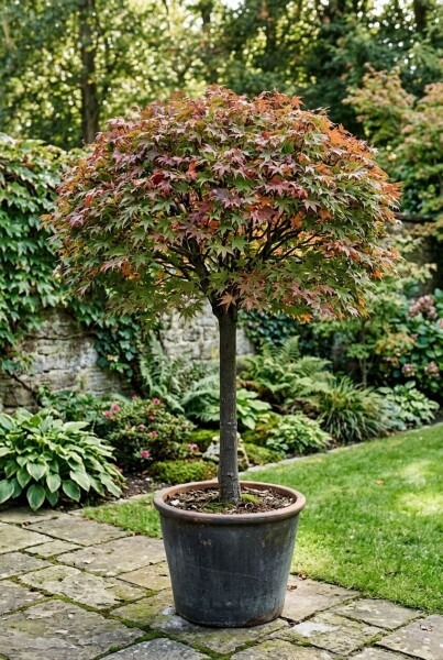 Acer palmatum 'Jerre Schwartz' sur tige 60 cm C15