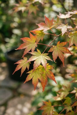 Acer palmatum 'Jerre Schwartz' sur tige 60 cm C15