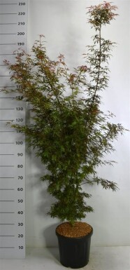Acer palmatum 'Jerre Schwartz' arbuste 150-175 cm C35