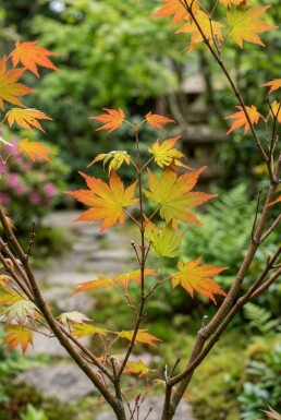 Acer palmatum 'Katsura' arbuste 125/+ cm C15